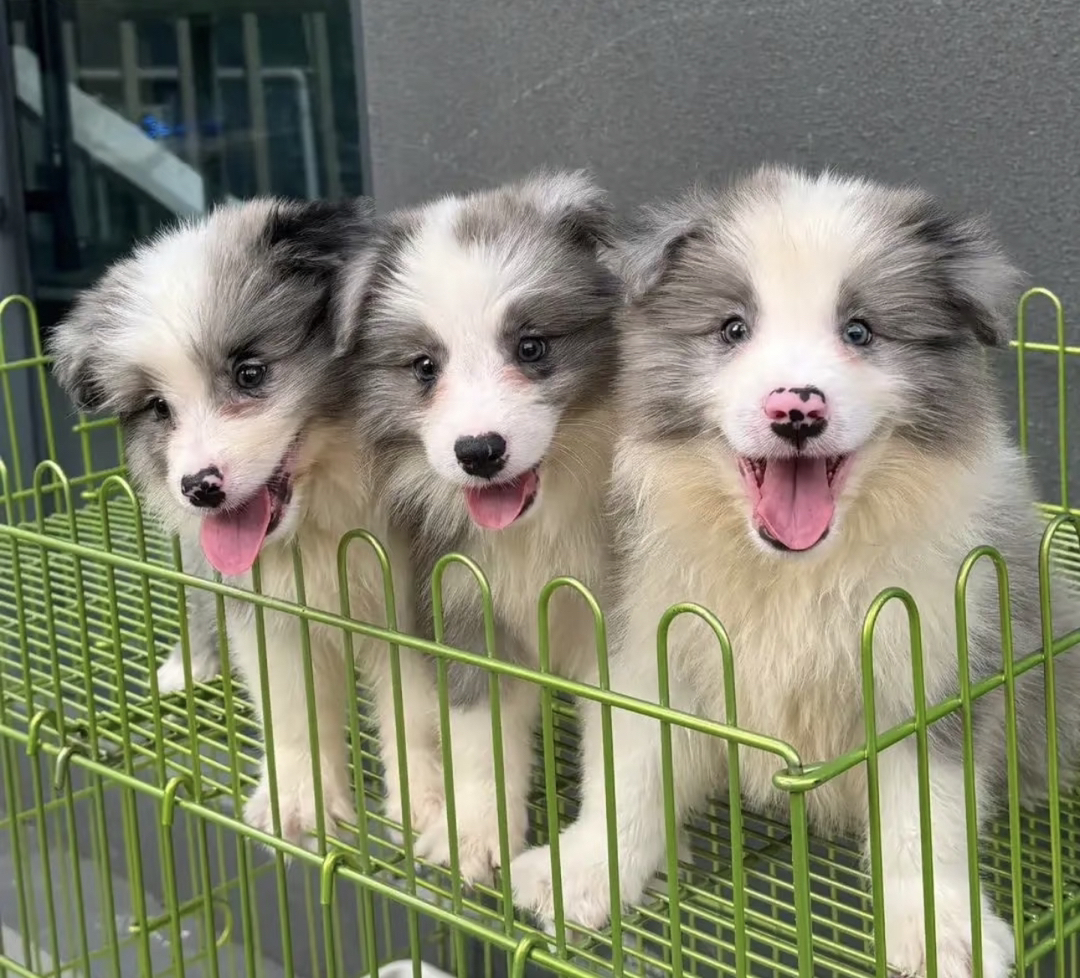 陨石色边境牧羊犬,聪明机灵,长毛飘逸,超棒的宠物伴侣