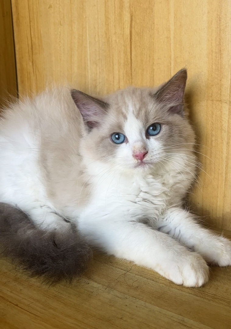 布偶猫幼崽，蓝眼白毛颜值高，性格温柔，养猫首选 公母都有600一只