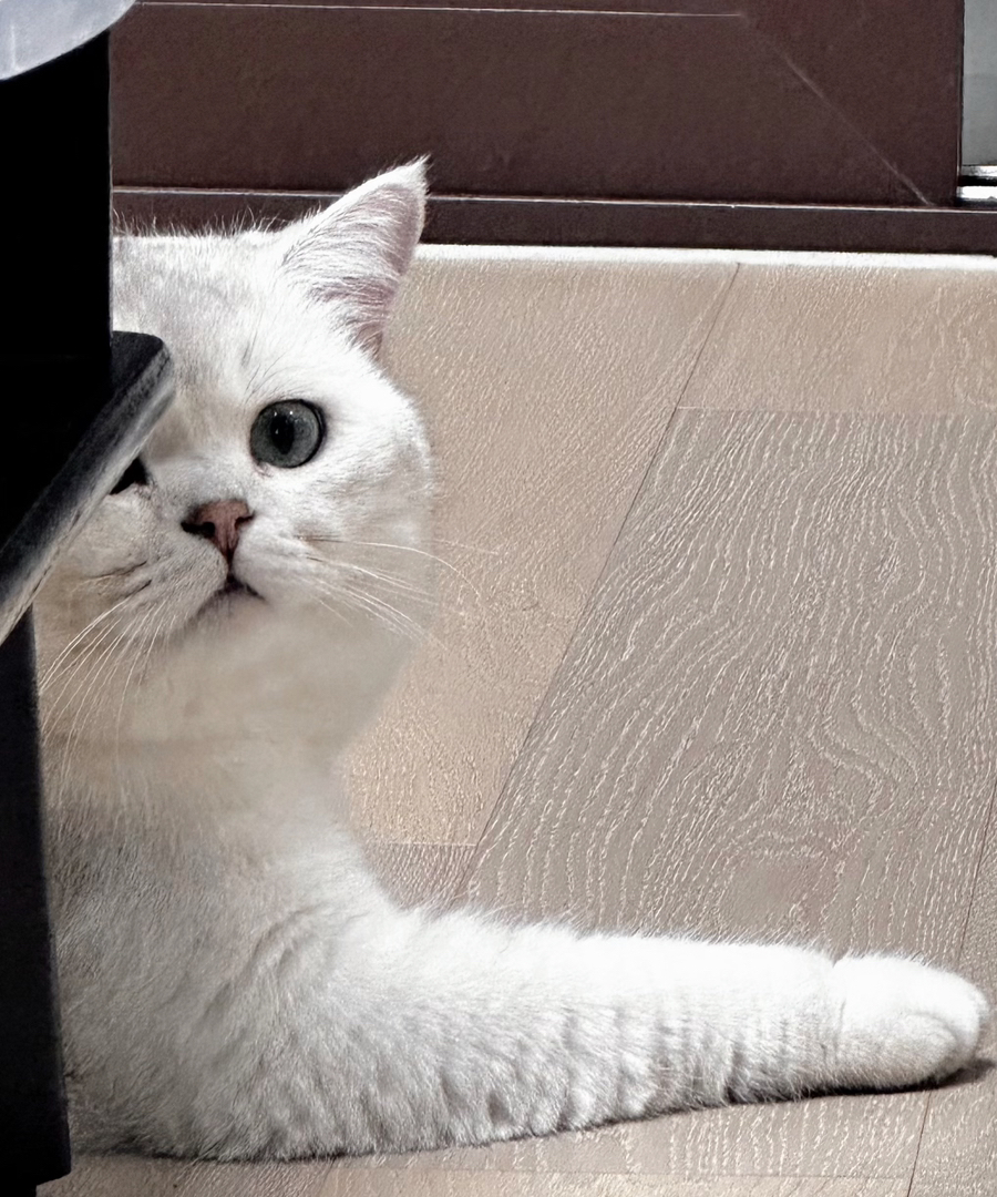 银渐层猫咪,毛发光滑柔顺,大眼呆萌超可爱