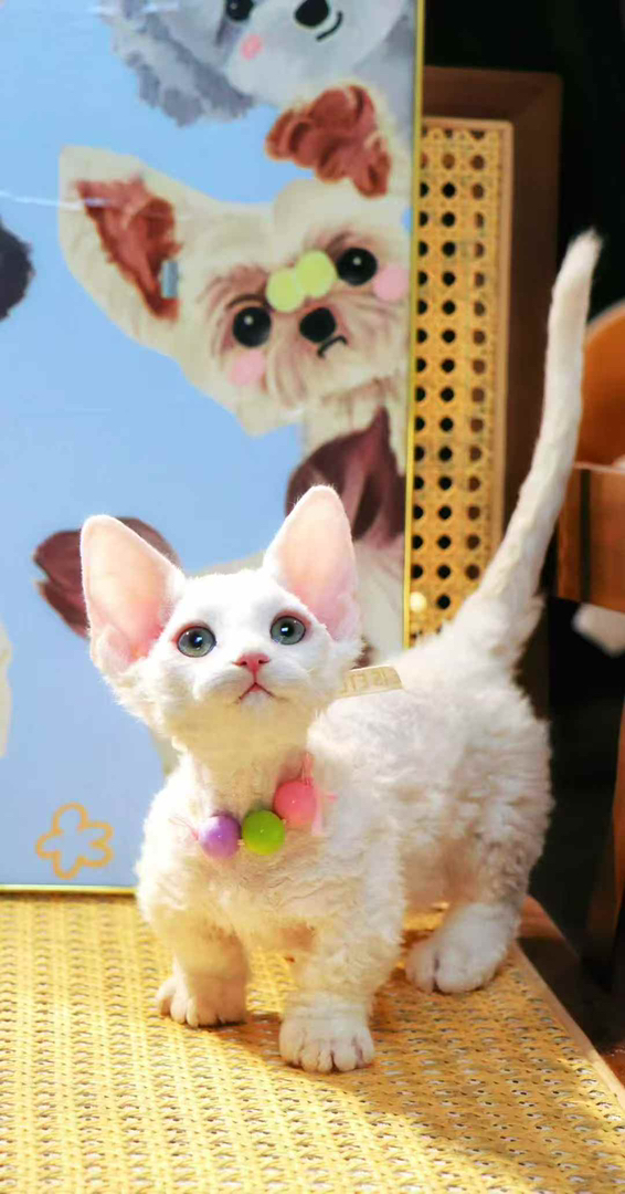 可爱矮脚德文卷毛猫，卷毛大眼颜值高，性格活泼惹人爱