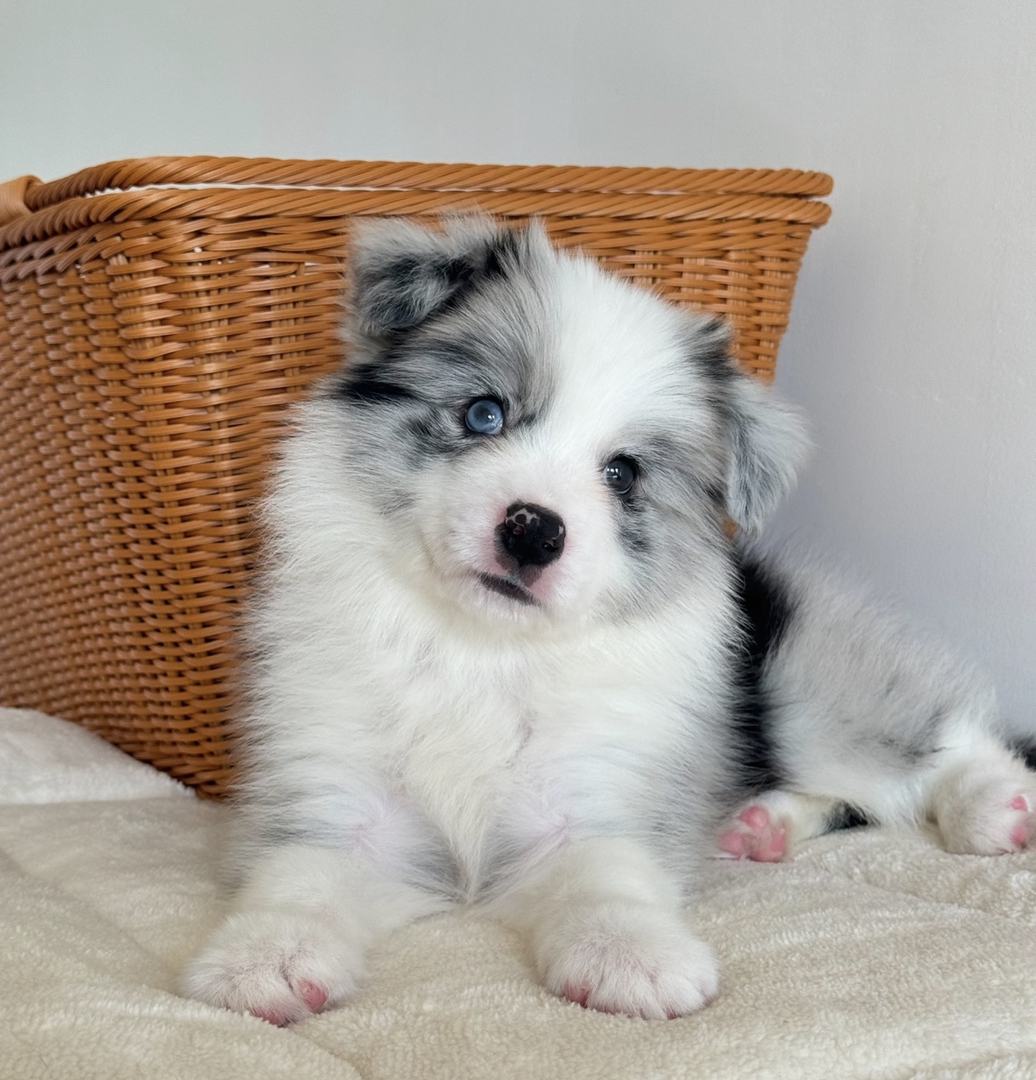 陨石色边境牧羊犬,颜值高智商高,聪明忠诚的最佳伴侣