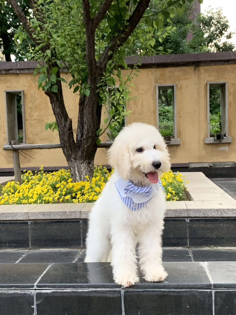 巨型贵宾犬，毛发蓬松似云朵，聪明温顺颜值高