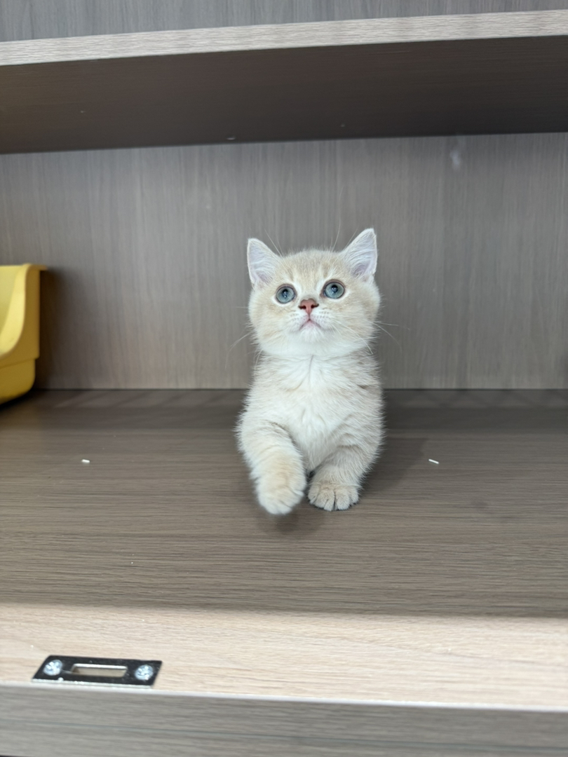 紫金曼基康矮脚猫