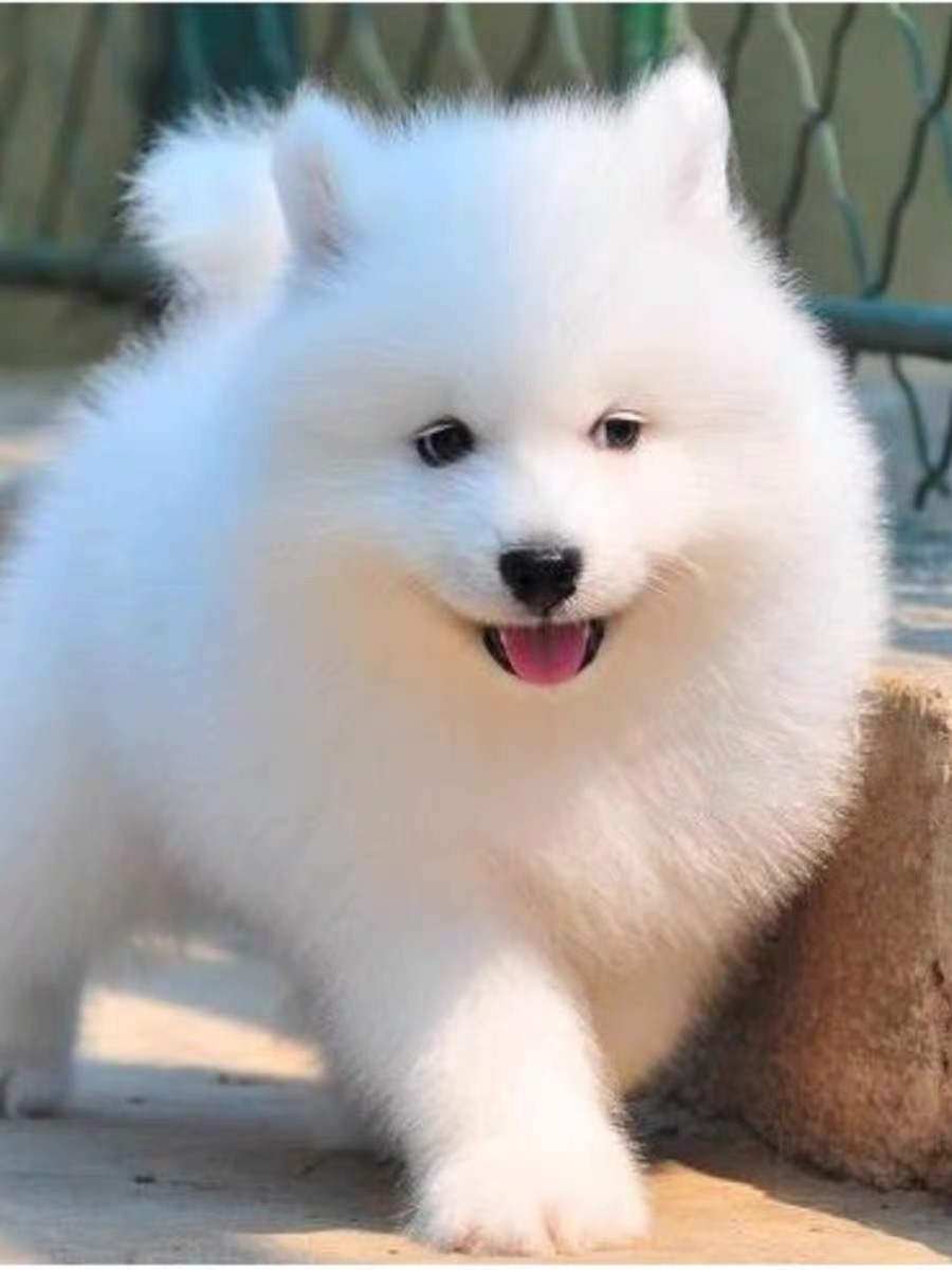 萨摩耶幼犬,雪白毛茸,笑容治愈,萌宠首选