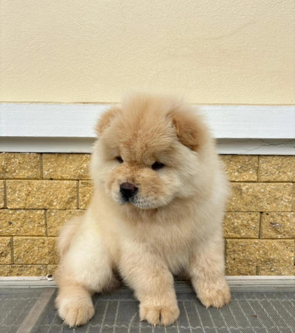 松狮幼犬，毛茸可爱，憨态可掬，忠诚温顺的理想伴侣