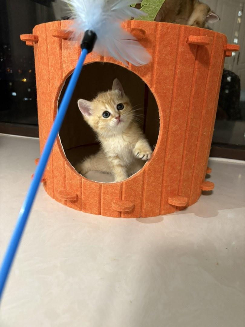 可爱金渐层小猫，颜值爆表，性格乖巧，养猫首选