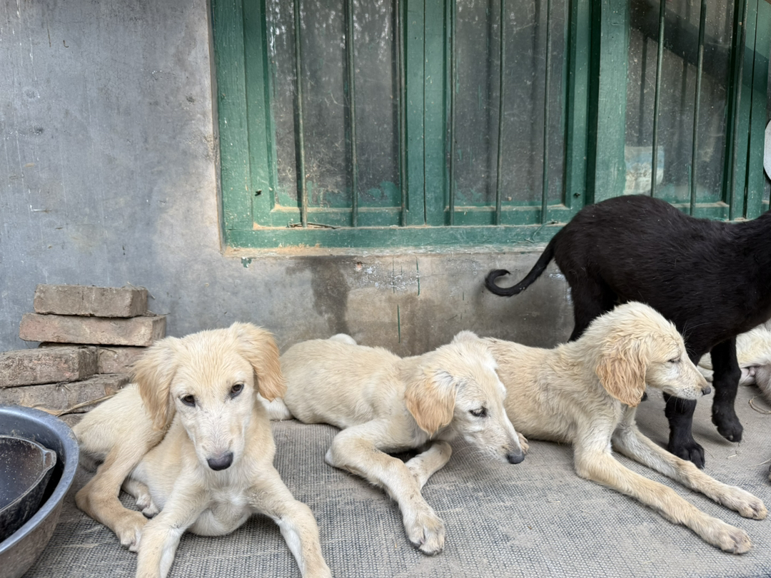 山东本地细犬原生犬种聪明认主看家护院尾毛耳毛好看