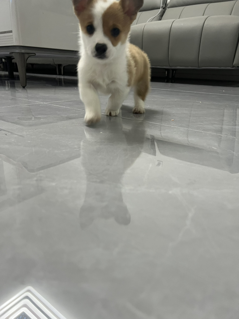 纯种双色小短腿柯基宠物狗🐶