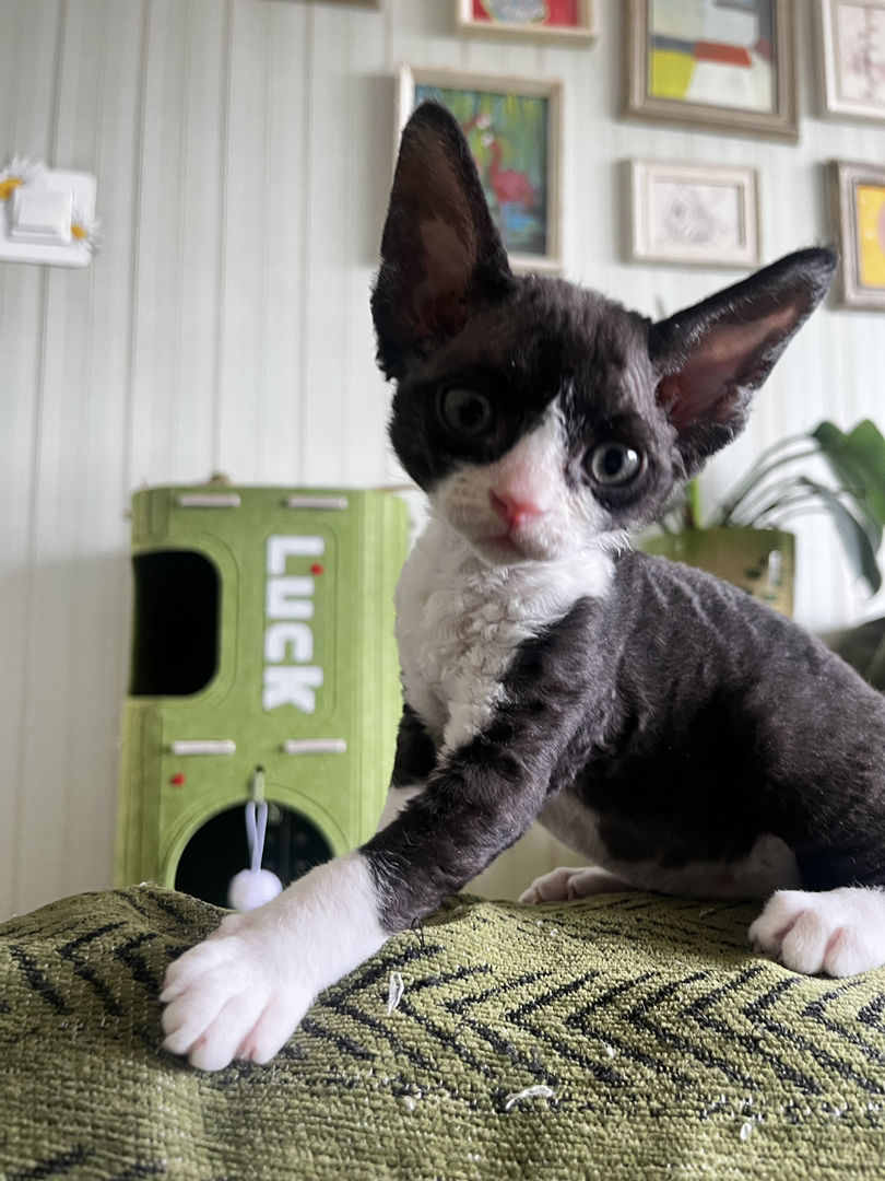 黑白奶牛德文卷毛猫，精灵耳大眼萌，独特卷毛，个性十足
