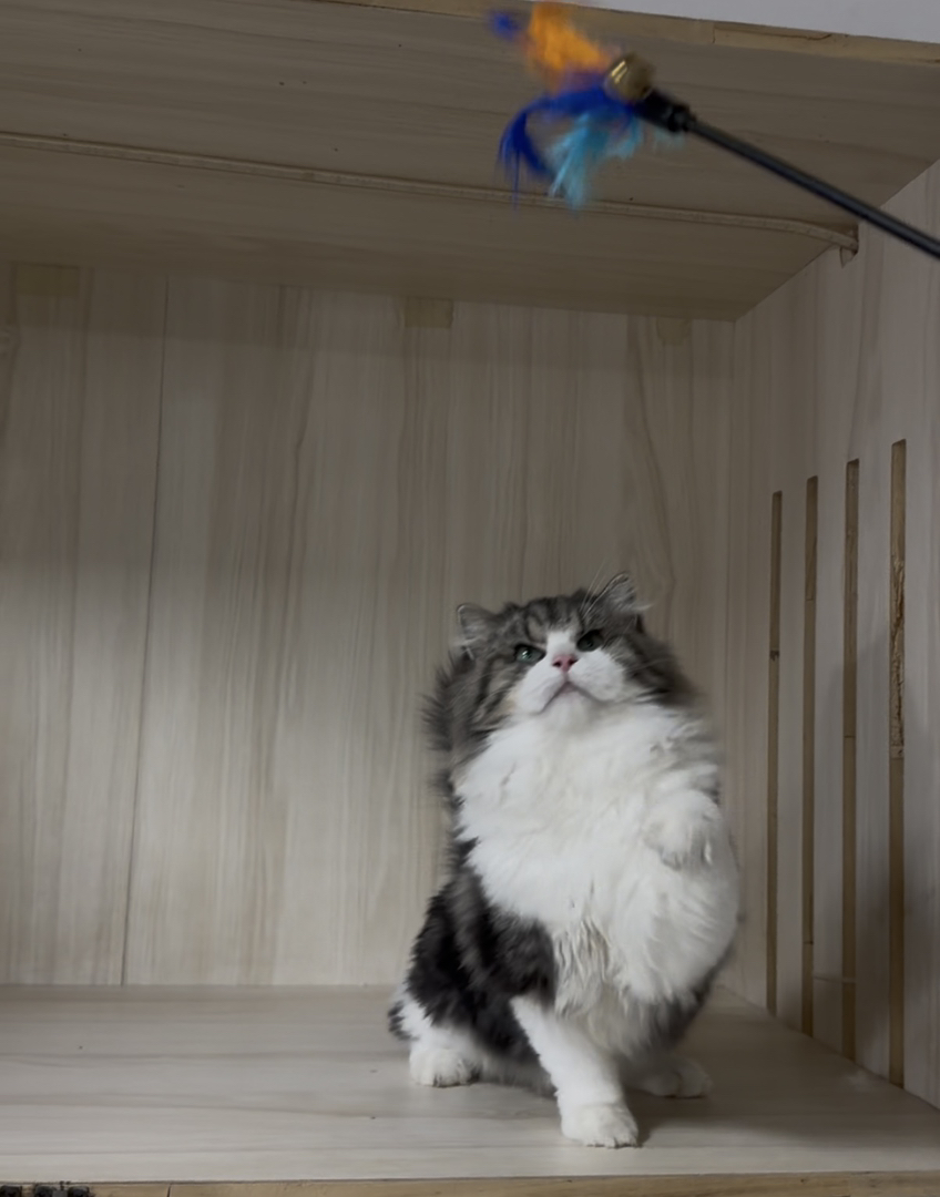 威武霸气的西森棕虎加白弟弟却是只嘤嘤怪？