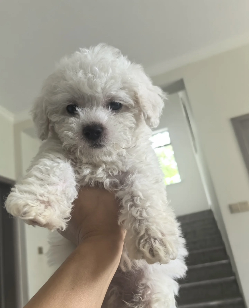 小短腿，不掉毛聪明可爱