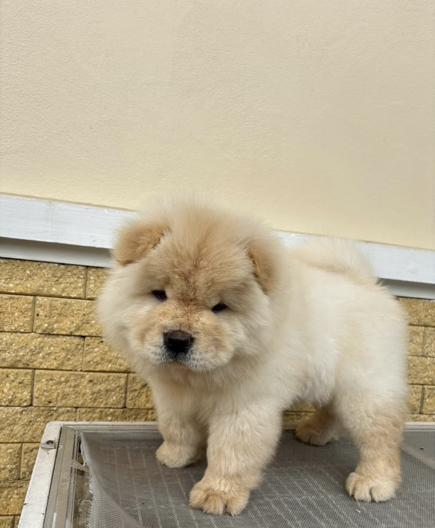 不挑食：松狮犬不挑食，容易喂养