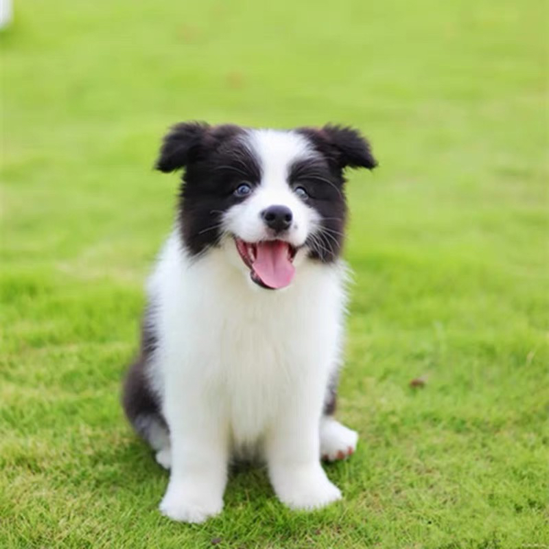 黑白相间边境牧羊犬,聪明活泼,绝佳宠物伴侣
