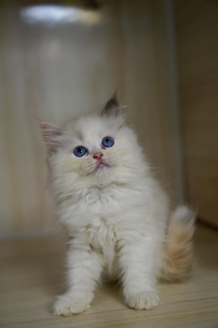 布偶猫幼崽，蓝眼白毛颜值高，温顺粘人，养宠佳选