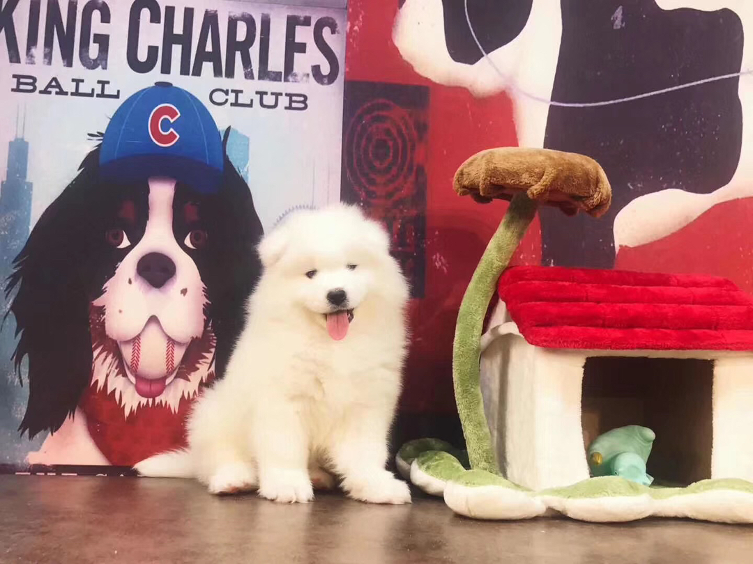 熊版大骨架萨摩耶幼犬