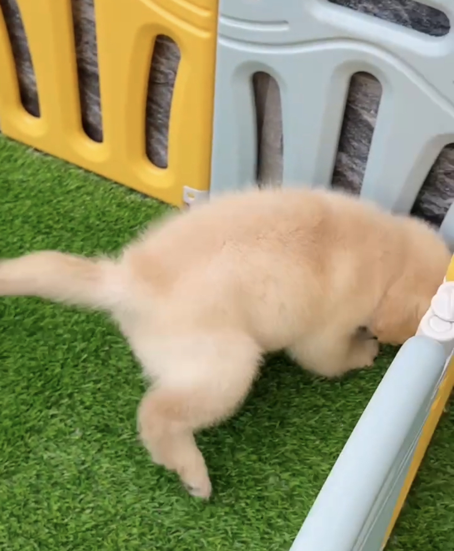 双血统👑带证书芯片🥇高端金毛犬