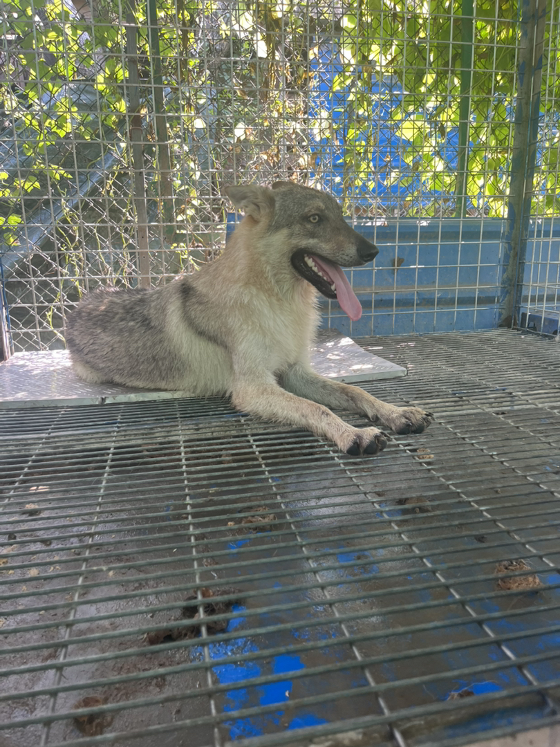 捷克狼犬冠军儿子出售