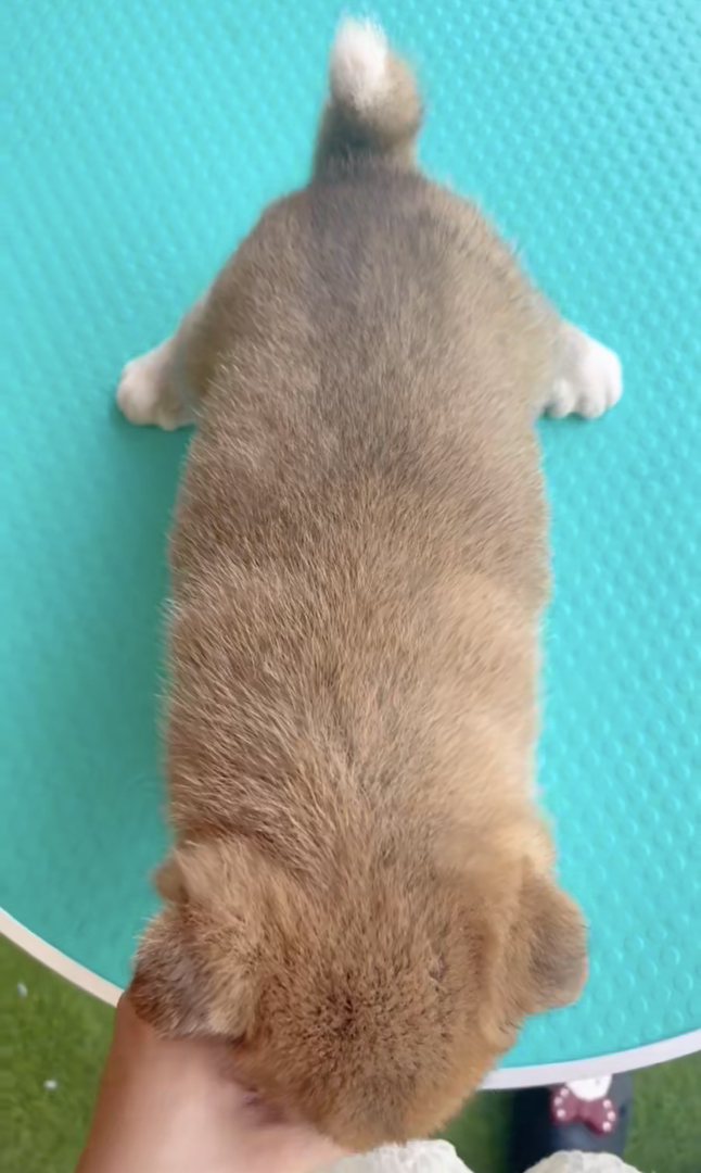 急出❗极品小豆柴
