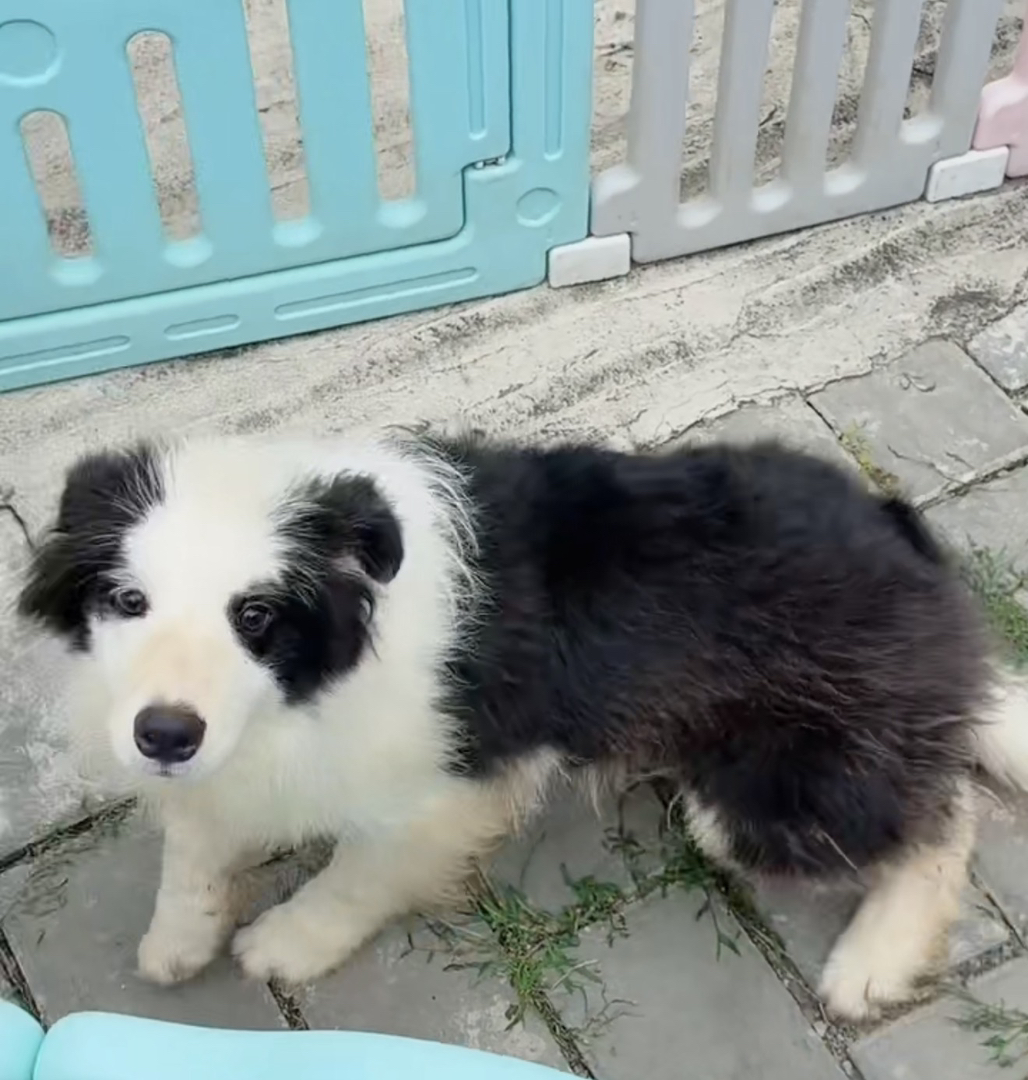 双血统带证书芯片💎边境牧羊犬💎大三通,超级大骨量