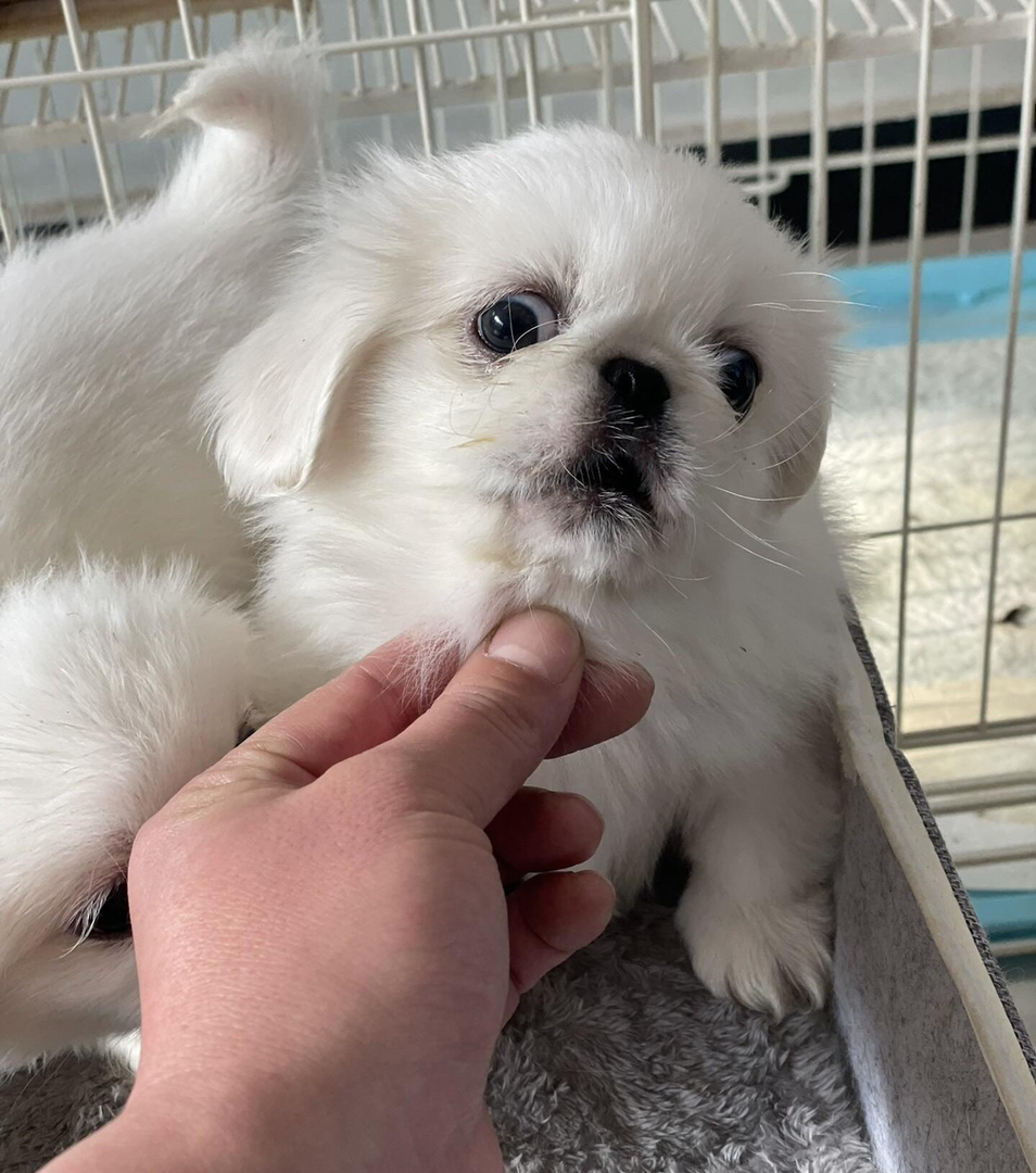 可爱京巴犬幼犬，毛发雪白蓬松，萌态十足惹人爱