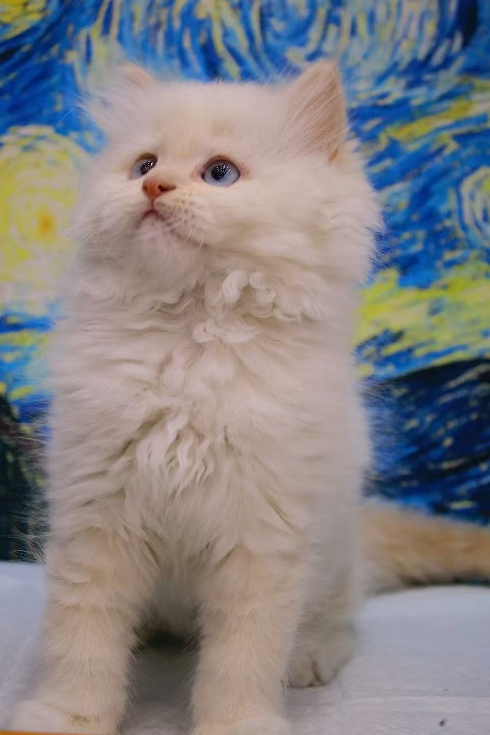 稀有色小猫 长毛金点 像烤焦的小面包,毛长蓬松 蓝色大眼 喜欢联系哦