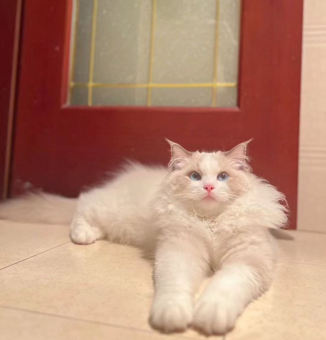 布偶猫