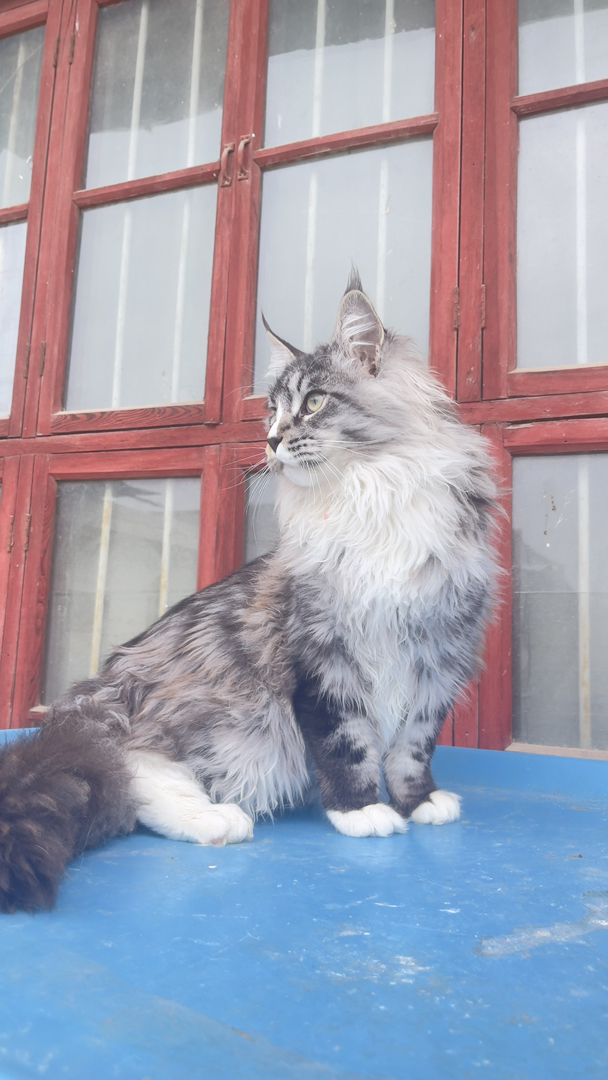 7个月12斤大体格缅因猫