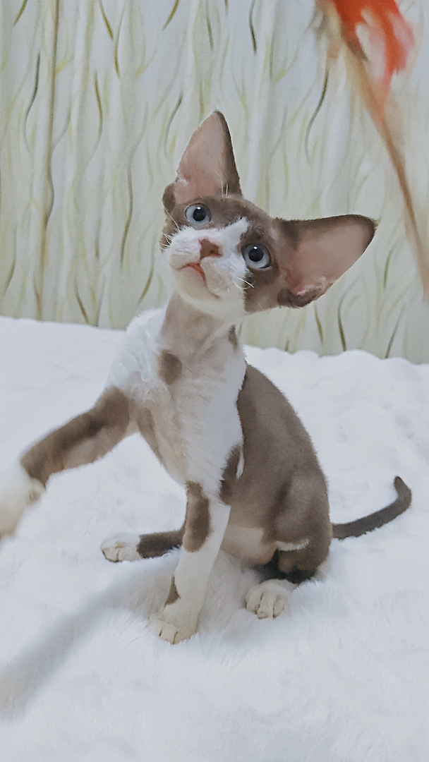 德文卷毛猫妹妹