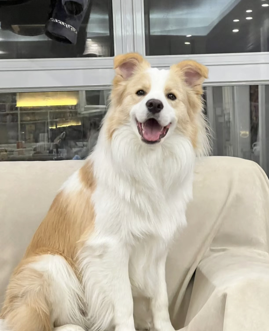 出售成犬边牧。公母都有。都是颜值巅峰