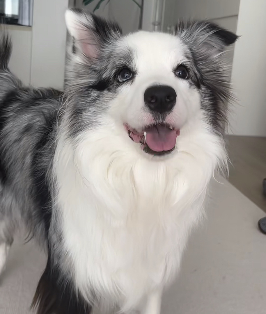 陨石边牧幼犬,毛量蓬松,聪明机敏,高智商家庭伴侣,颜值智慧并存