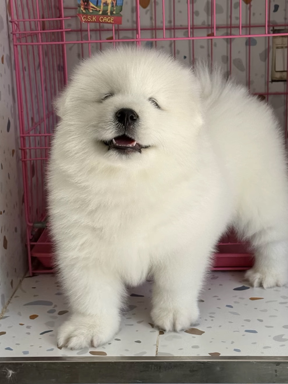 萨摩耶幼犬，雪白蓬松似棉花糖，可爱乖巧萌翻你