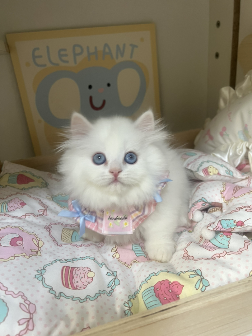 梵白蓝眼矮脚拿破仑弟弟