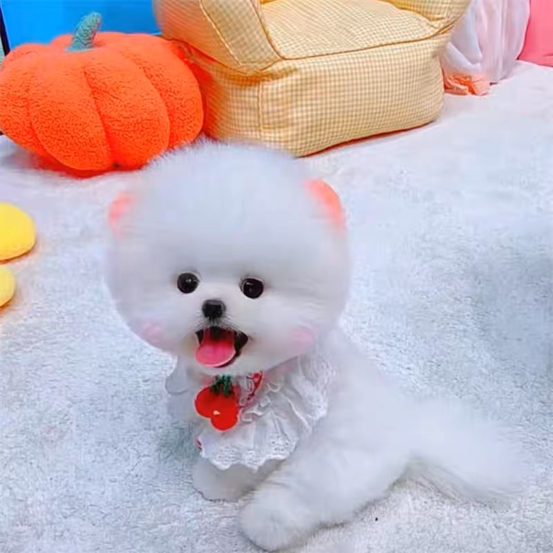 哈多利博美俊介宝宝。多又多