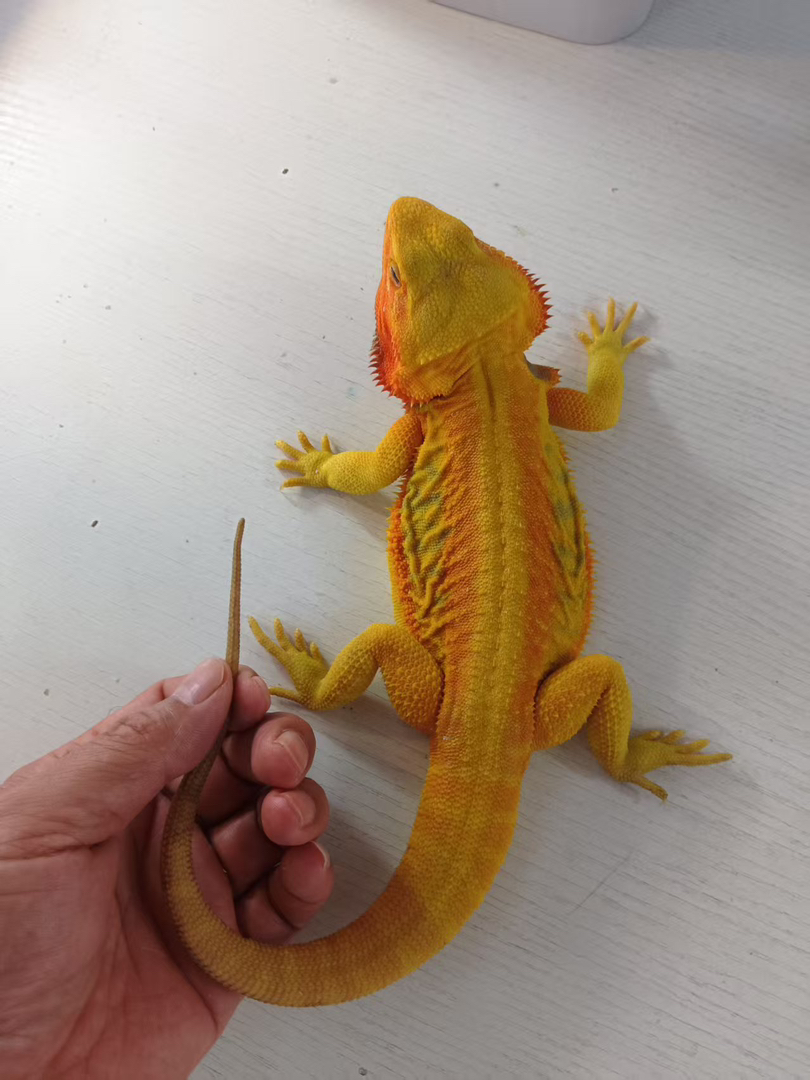柑橘鬃狮蜥