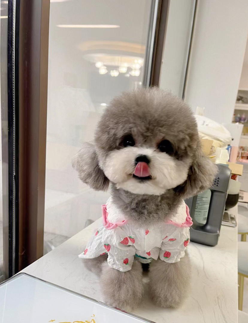 灰泰迪公❤️福利款❤️新年福利