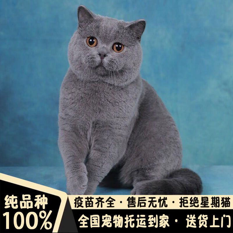 蓝猫大胖子 赛级蓝猫哦 不是普通的
