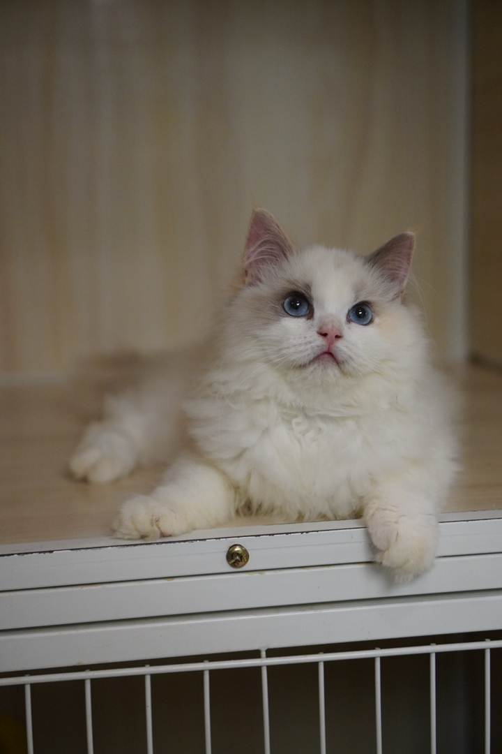 布偶猫