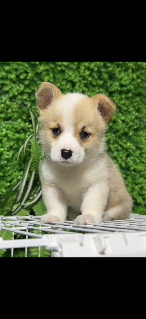 柯基幼犬,呆萌可爱,小短腿大耳朵,萌宠首选