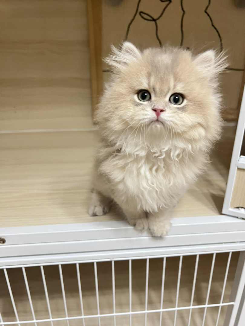 蓝金渐层长毛弟弟蹲新🏠