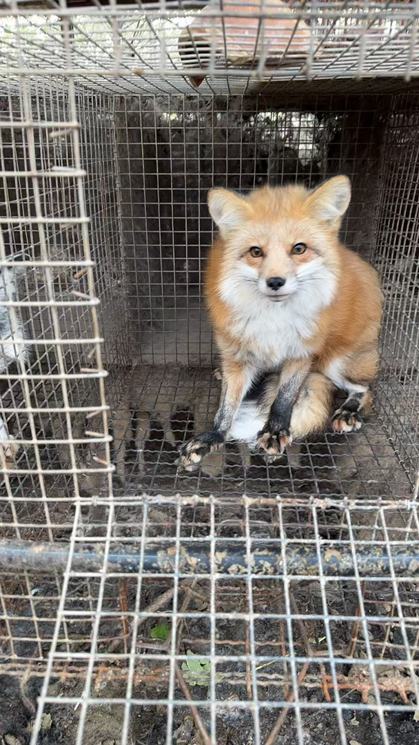 视屏挑选 公母可选 疫苗已打