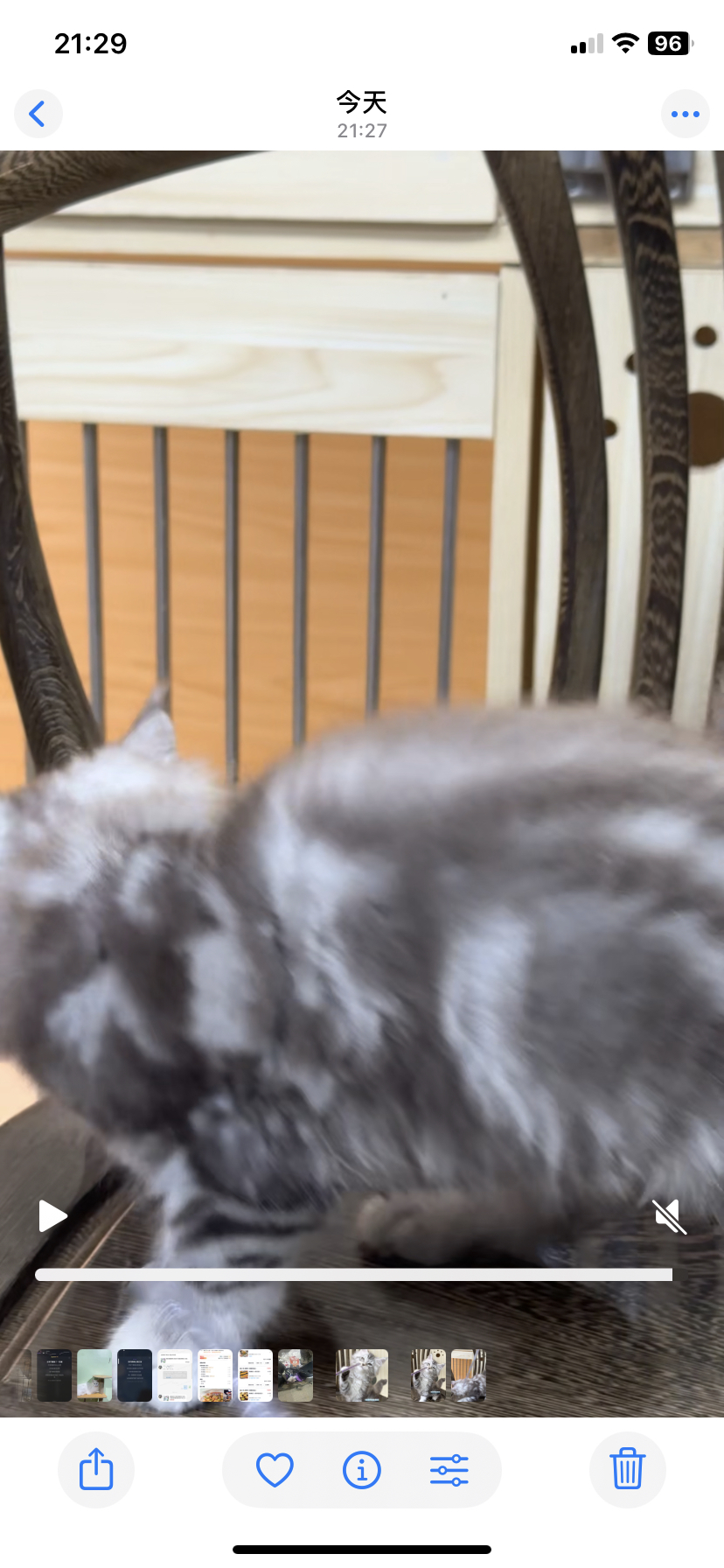 银虎缅因弟弟～两针疫苗～售后包30天猫瘟猫传腹！