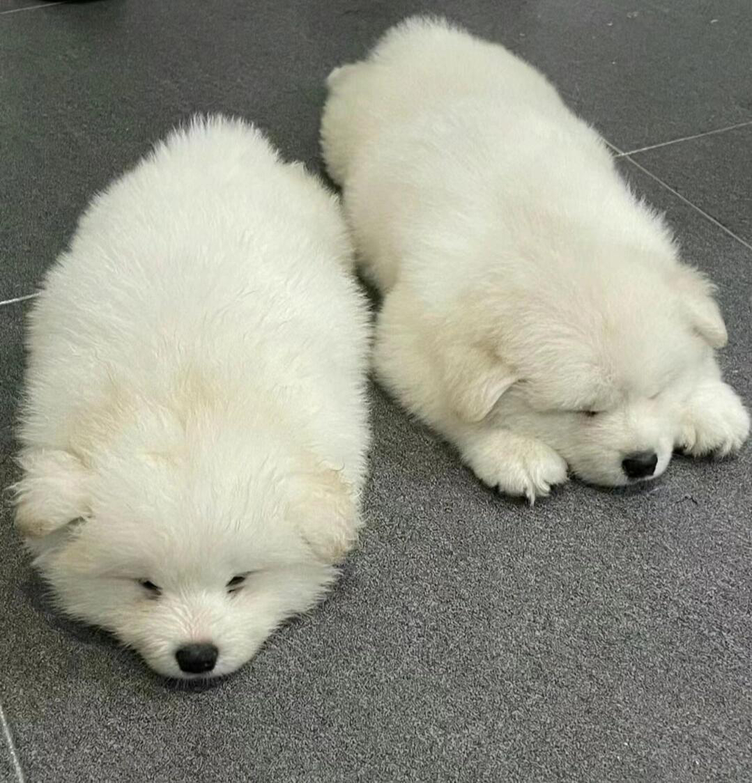 可爱萨摩耶幼犬，雪白蓬松，笑容治愈，萌化人心