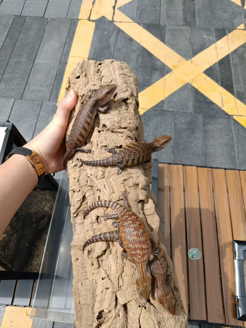 北部蓝舌石龙子 健康全品 包终身饲养经验 包健康 包开食 包邮 国际三包