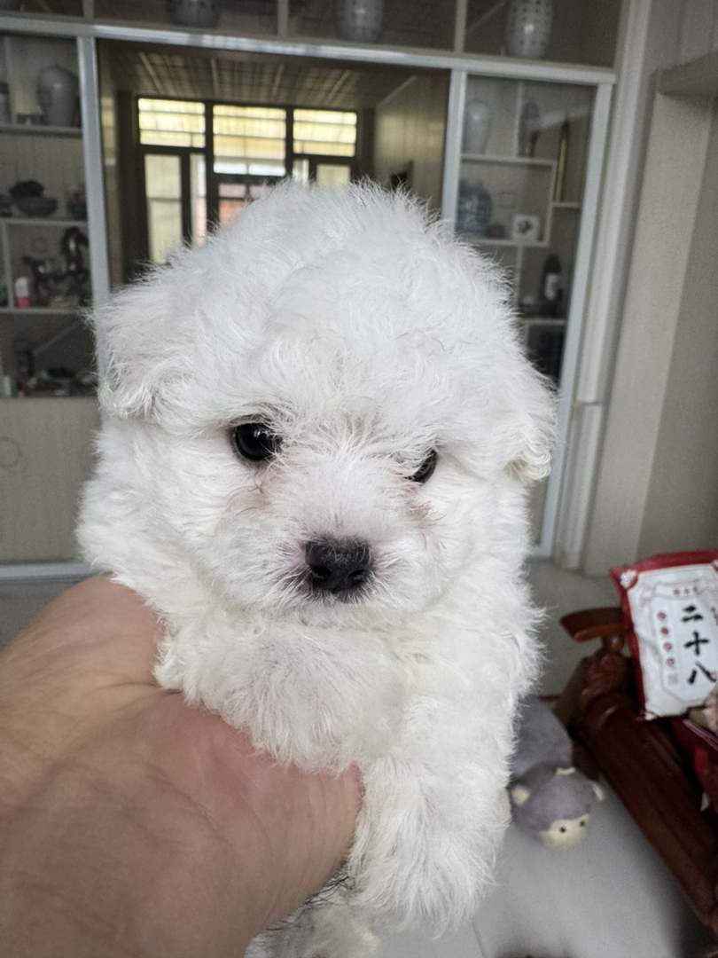 比熊韩版小体