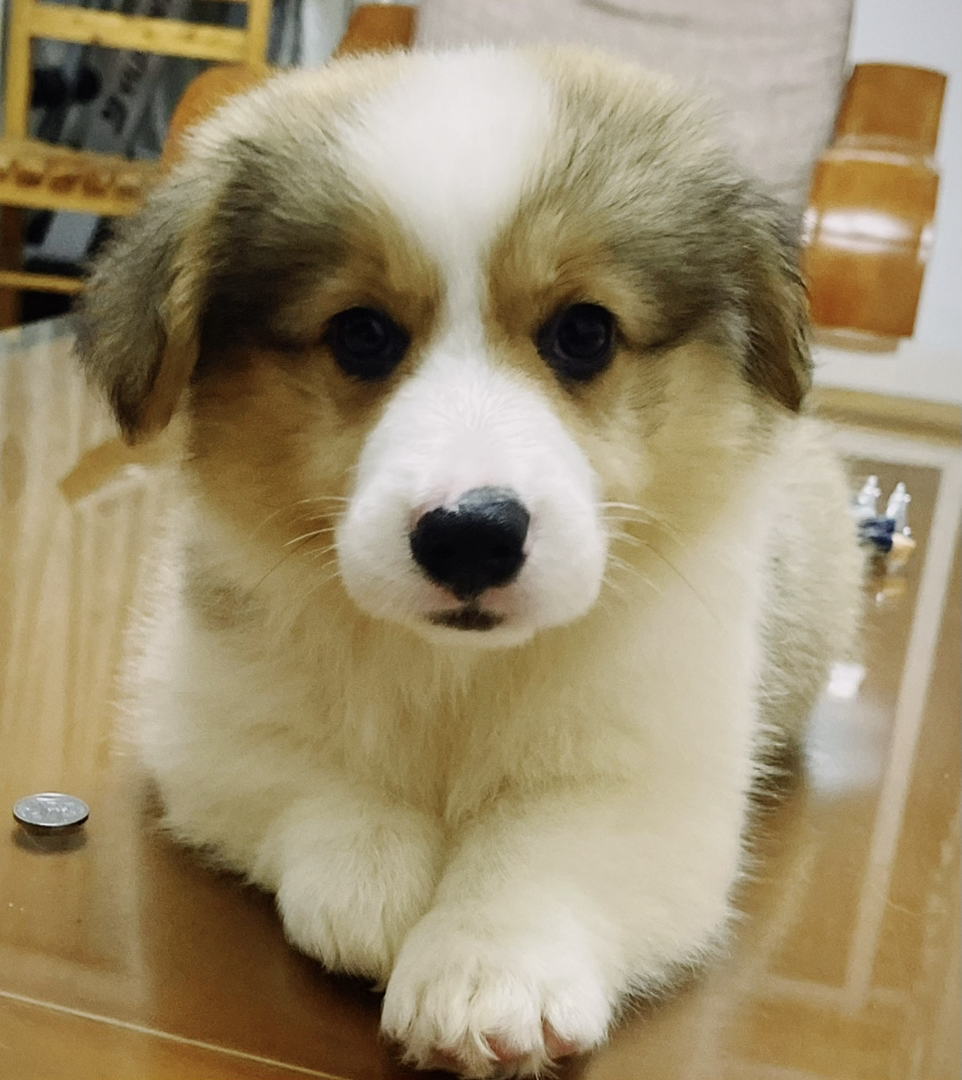 双血统可爱柯基幼犬，颜值高性格好，萌宠界的小短腿