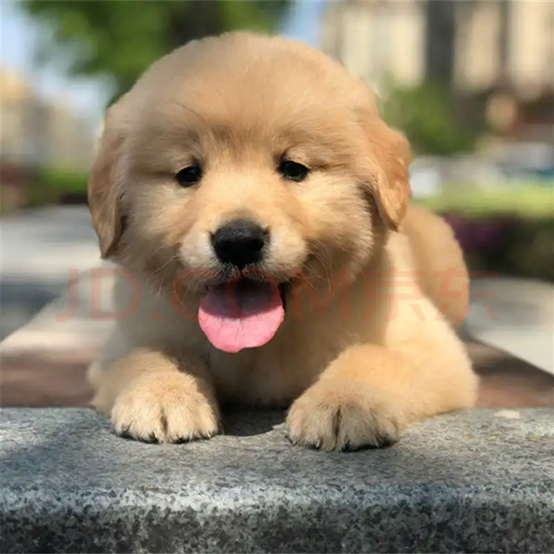 赛级金毛❤带证书芯片