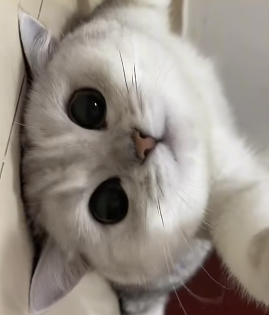 银渐层宝宝