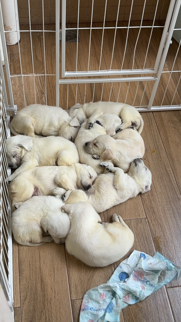 自家纯种母狗拉布拉多生的拉布拉多幼犬