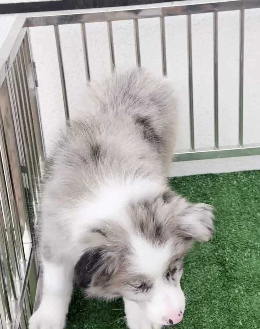 赛级陨石色边境牧羊犬❤️平台推荐