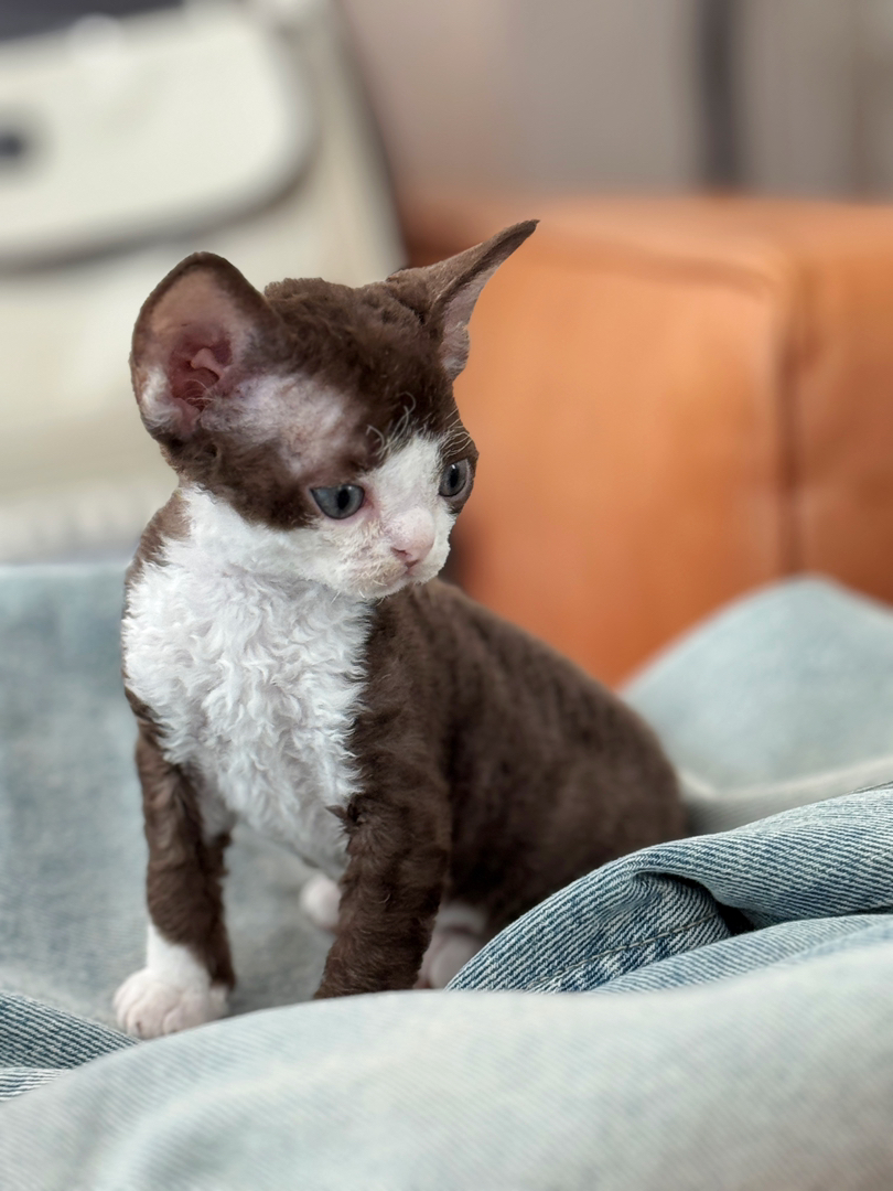 德文卷毛猫幼崽，卷毛可爱，个性活泼，独特魅力的宠物伴侣